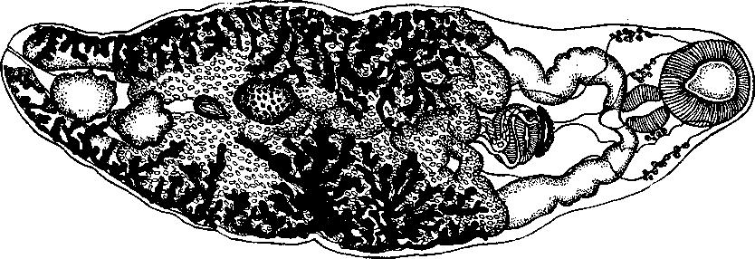 Представитель Семейства Oesophagicolidae